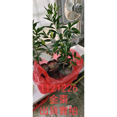 紅棗盆栽|用花盆種紅棗栽培記錄2018,8月~2021,05,31含根生苗和嫁接苗之。